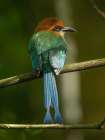 Broad-billed motmot on limb- Costa Rica- Central America Art Print
